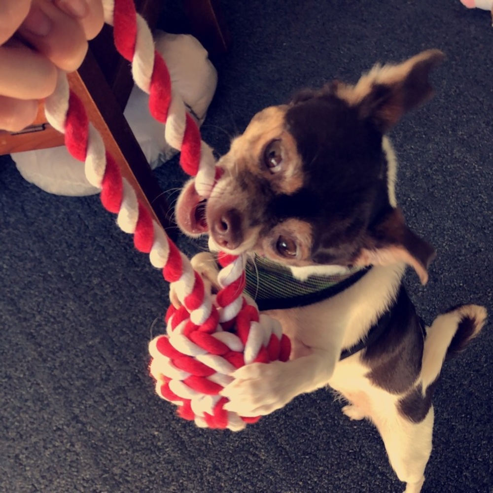 Meet your Posher, Mia